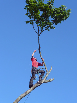 Principal Tom Bunday up a tree