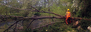 Tree felling by a river