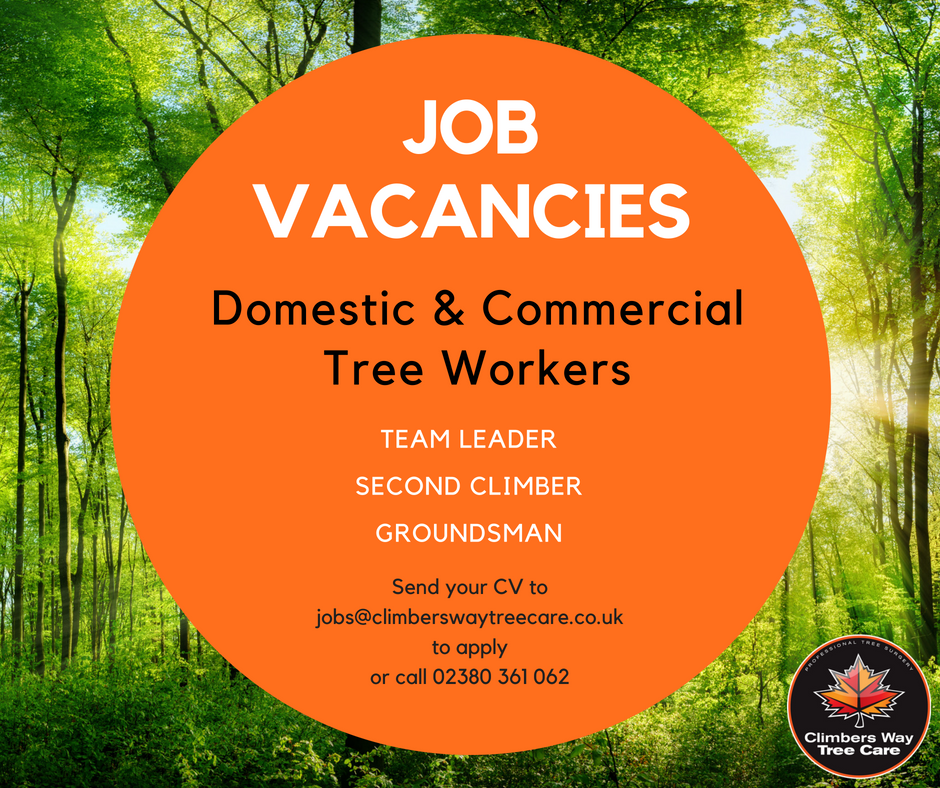 Jobs Archive Climbers Way Tree Care