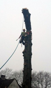 Tree Dismantle: After