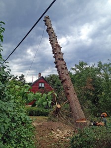 Tree Felling: After