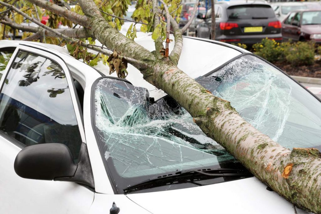 Car Damaged by Fallen Tree