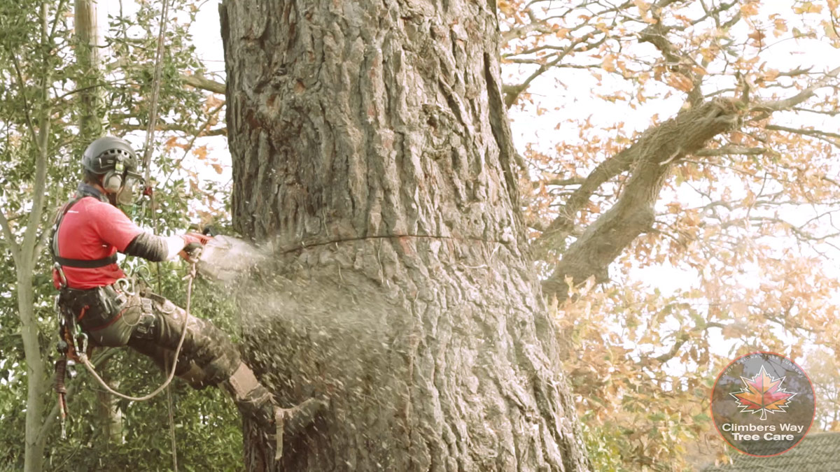 Tree Surgeon Wallingford Climbers Way Tree Care Tree Surgery