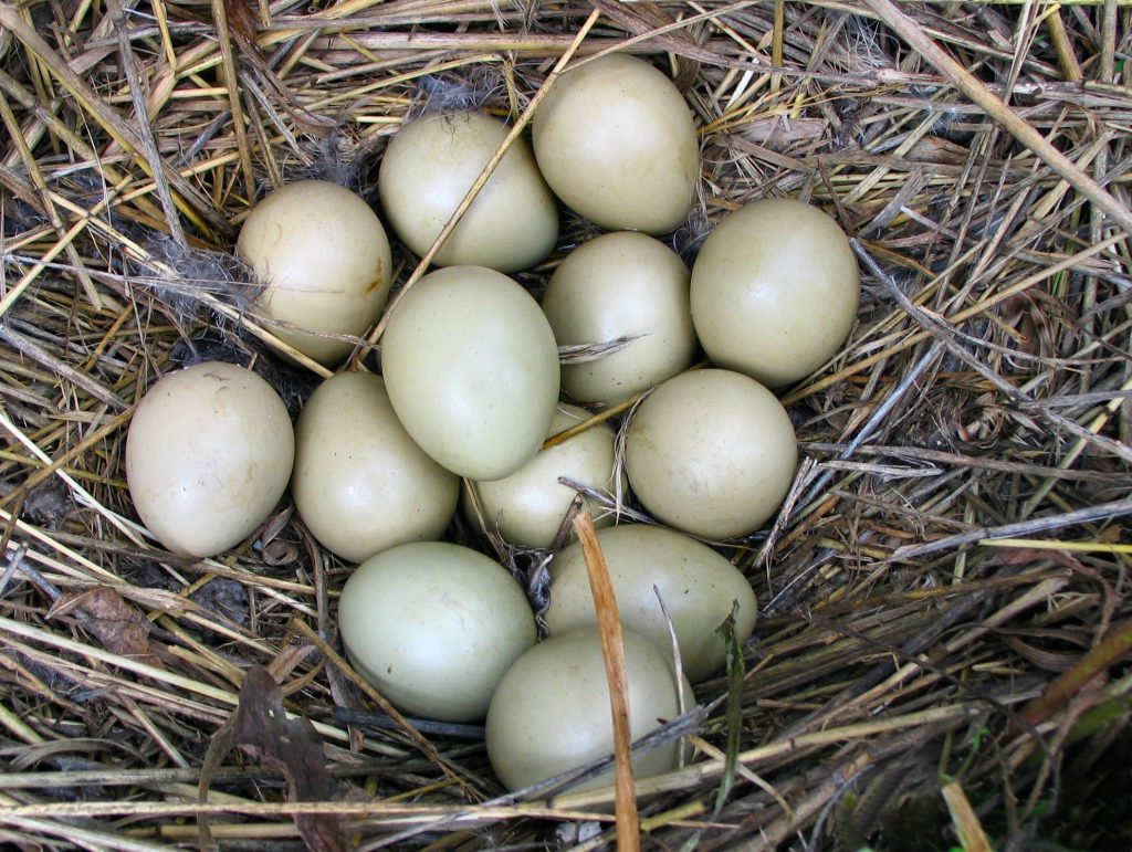Birds Eggs