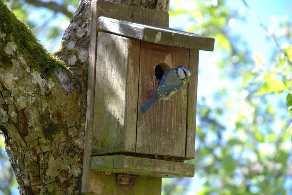 Blue Tit Nesting Box