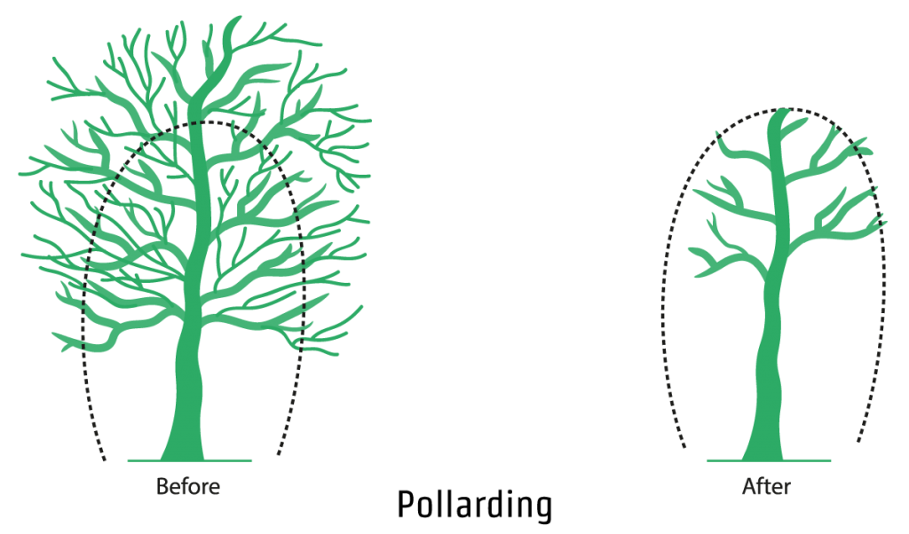 Pollarding - An illustration showing the pollarding process