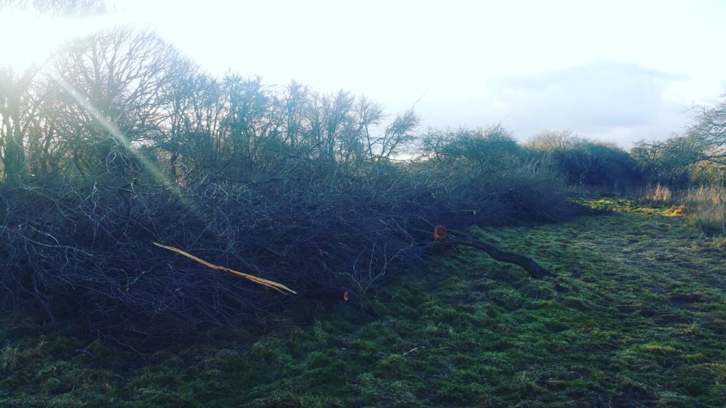 Tractor mulching job