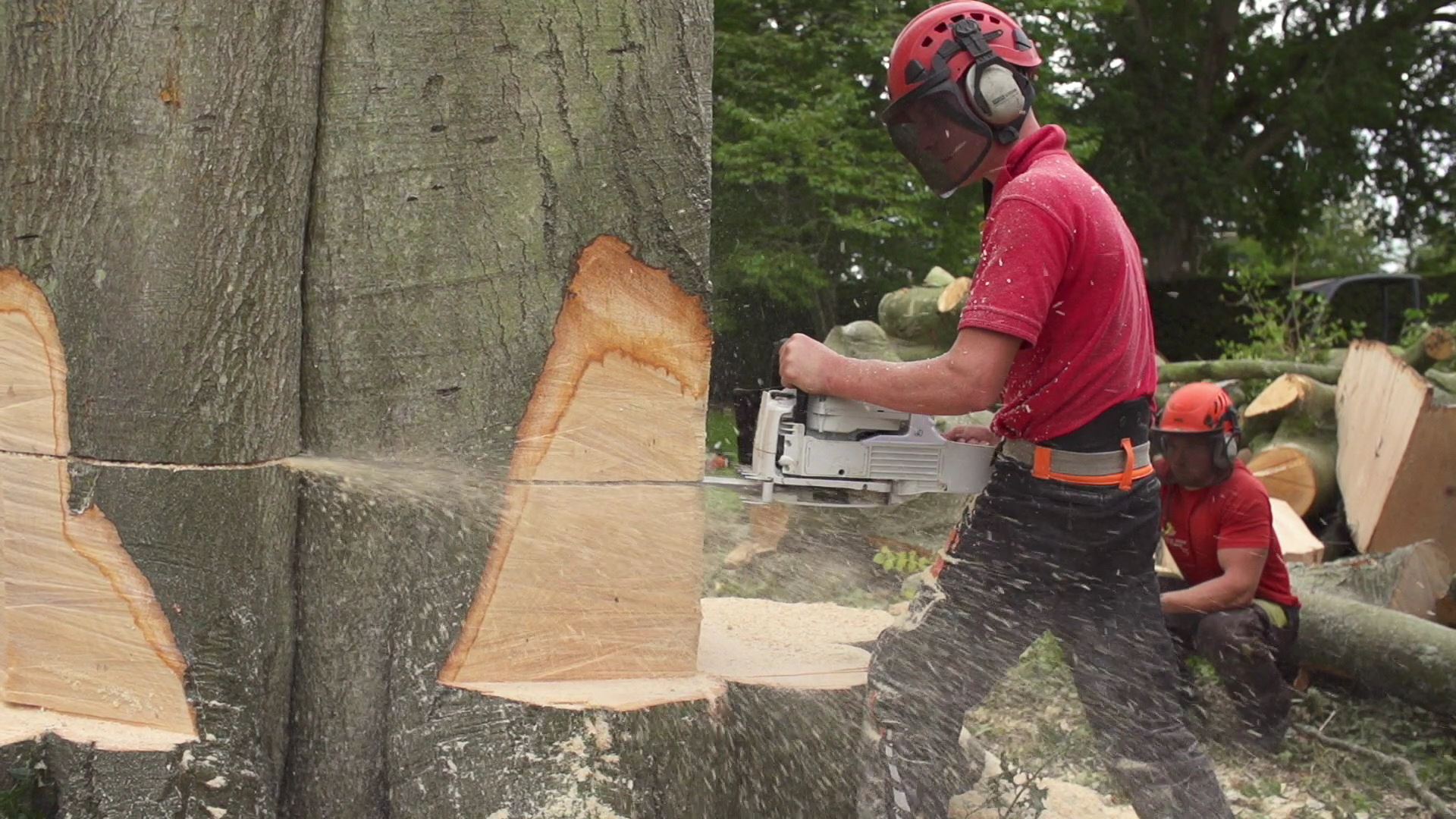 How much does a tree surgeon cost?
