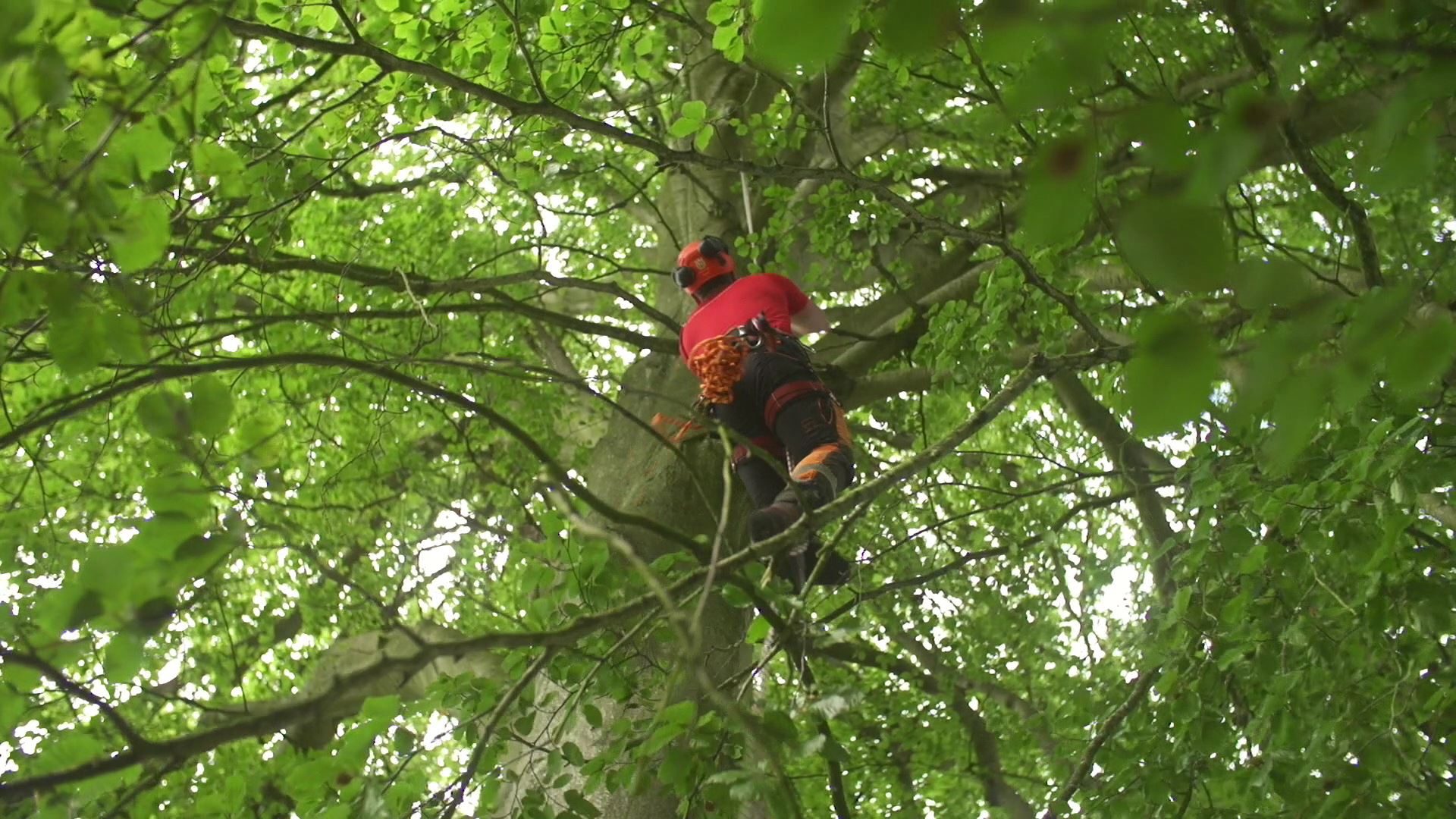 What Does a Tree Surgeon Do?