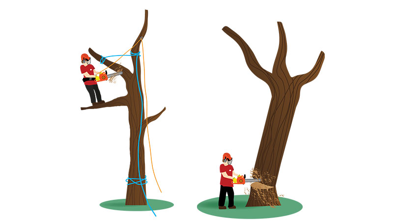 Tree Felling and Tree Removals