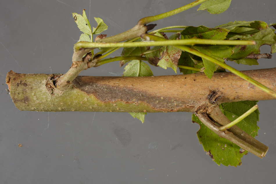 Small lens-shaped lesion on the bark of stem, a symptom of ash dieback