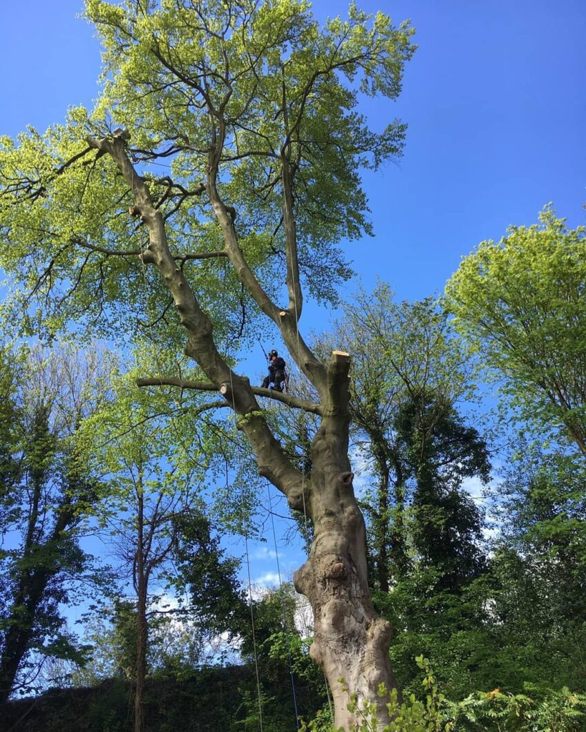 Surrey Tree Surgeon half way up a tree