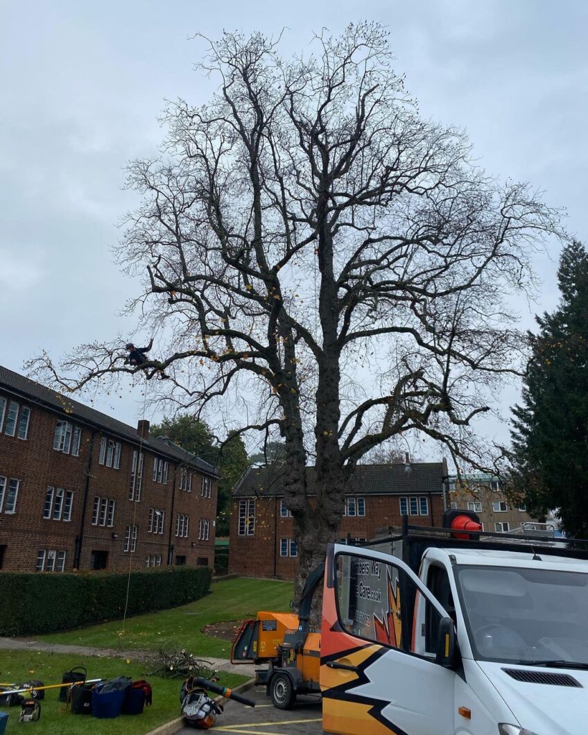 Reduction on a rare sized Tulip tree for Southampton University