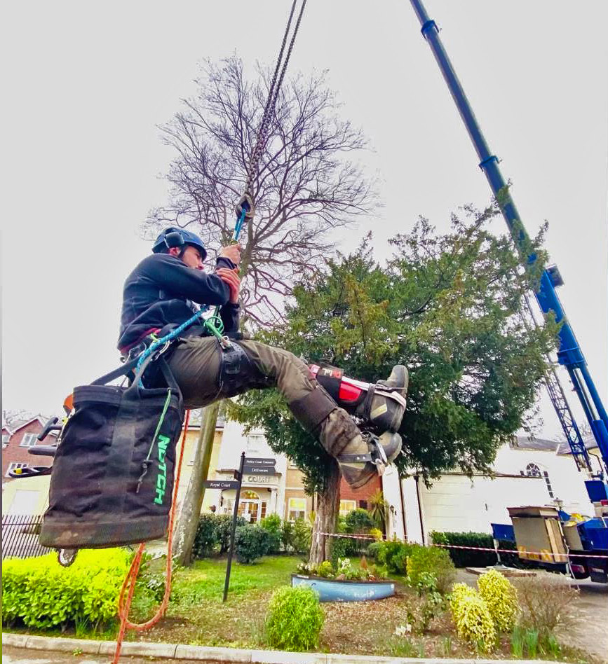 A tree surgeon attached to a crane cable preparing to be hoisted into the canopy to dismantle a beech tree