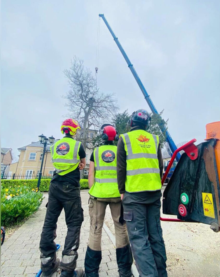 Southampton tree surgeons supervising a site before work commences.