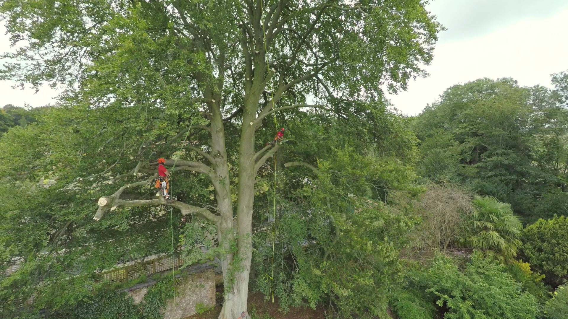Do I Need Permission to Cut Down a Tree on My Property? Climbers Way