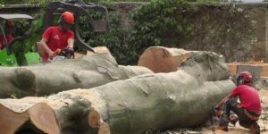 Tree surgeons with giant trunks / logs