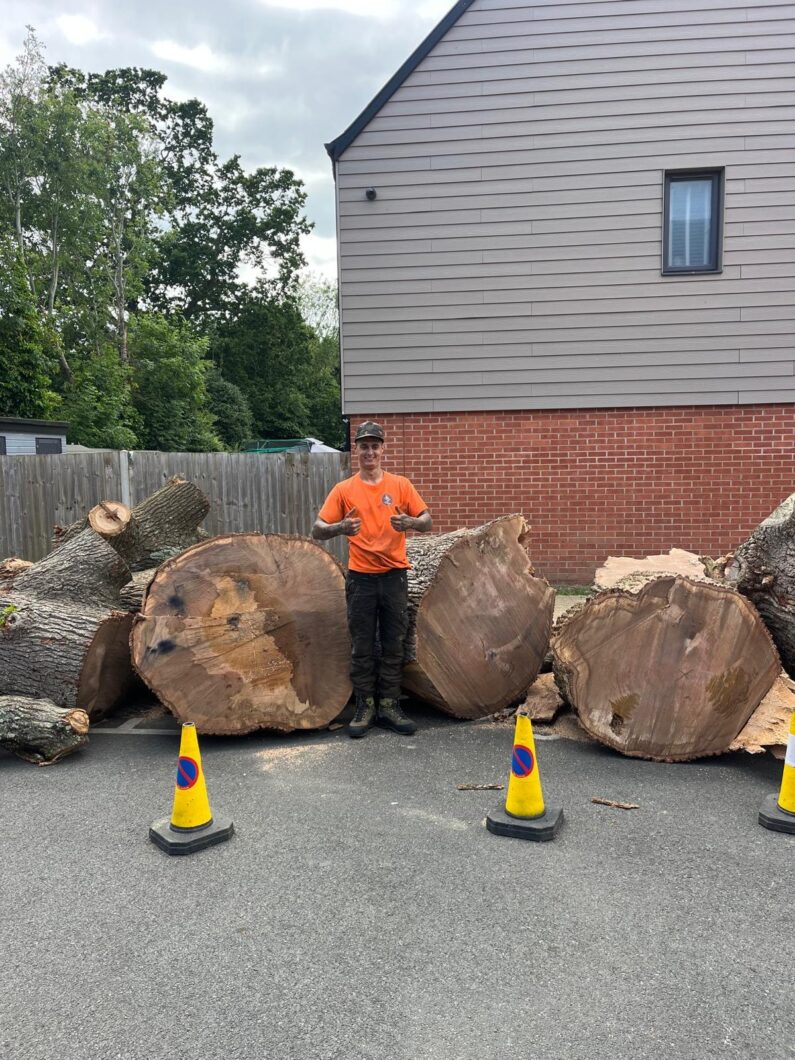Hampshire County Council Tree Surgeons Climbers Way Tree Care